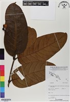 登錄號:BS06792藏品圖，第1張