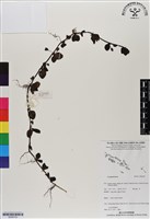 登錄號:BS06793藏品圖，第1張