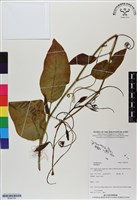 登錄號:BS06794藏品圖，第1張