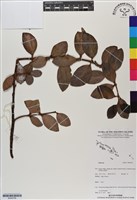 登錄號:BS06796藏品圖，第1張