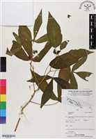 登錄號:BS06797藏品圖，第1張