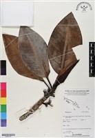登錄號:BS06799藏品圖，第1張