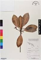 登錄號:BS06800藏品圖，第1張