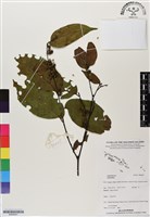 登錄號:BS06801藏品圖，第1張