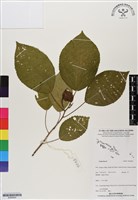 登錄號:BS06802藏品圖，第1張
