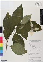 登錄號:BS06803藏品圖，第1張