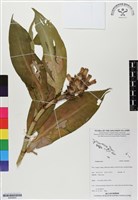 登錄號:BS06804藏品圖，第1張