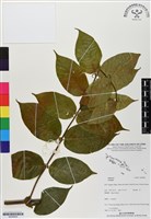 登錄號:BS06805藏品圖，第1張