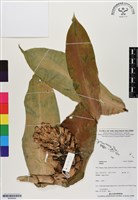 登錄號:BS06806藏品圖，第1張