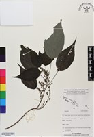 登錄號:BS06807藏品圖，第1張