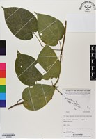 登錄號:BS06808藏品圖，第1張