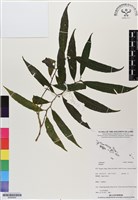 登錄號:BS06809藏品圖，第1張