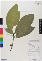 登錄號:BS06811藏品圖，第1張