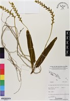 登錄號:BS06813藏品圖，第1張
