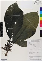 登錄號:BS06818藏品圖，第1張