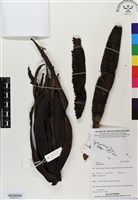 登錄號:BS06819藏品圖，第1張