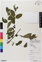 登錄號:BS06821藏品圖，第1張