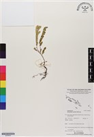 登錄號:BS06822藏品圖，第1張