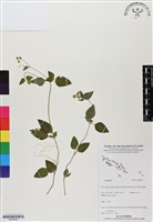 館號:BS06823藏品圖，第1張