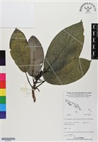 登錄號:BS06824藏品圖，第1張