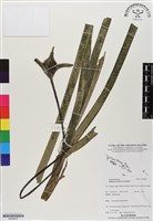 登錄號:BS06825藏品圖，第1張