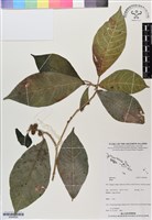 登錄號:BS06826藏品圖，第1張