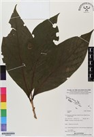 登錄號:BS06828藏品圖，第1張
