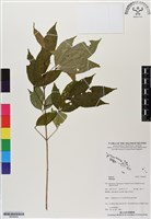 登錄號:BS06829藏品圖，第1張