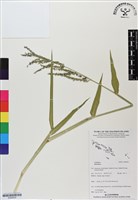 登錄號:BS06830藏品圖，第1張