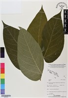 登錄號:BS06832藏品圖，第1張