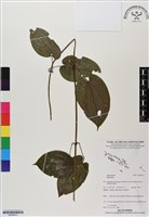 登錄號:BS06833藏品圖，第1張