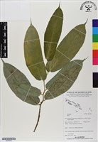 登錄號:BS06834藏品圖，第1張