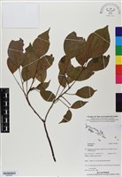 登錄號:BS06837藏品圖，第1張