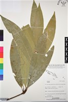 登錄號:BS06838藏品圖，第1張