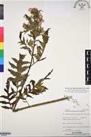 飛機草藏品圖，第1張