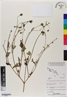 登錄號:BS06840藏品圖，第1張