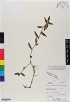 登錄號:BS06841藏品圖，第1張
