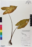 登錄號:BS06842藏品圖，第1張