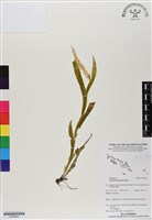 登錄號:BS06844藏品圖，第1張
