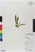 登錄號:BS06845藏品圖，第1張