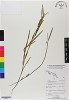 登錄號:BS06846藏品圖，第1張