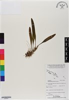 登錄號:BS06847藏品圖，第1張