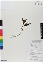 登錄號:BS06848藏品圖，第1張