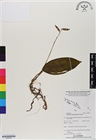 登錄號:BS06850藏品圖，第1張