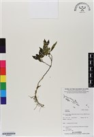 登錄號:BS06851藏品圖，第1張