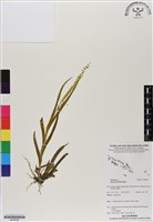 登錄號:BS06852藏品圖，第1張