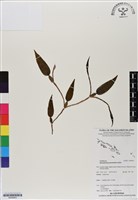 登錄號:BS06853藏品圖，第1張
