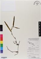 登錄號:BS06854藏品圖，第1張