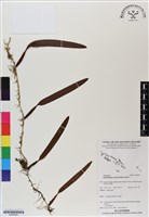 登錄號:BS06855藏品圖，第1張