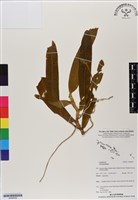 登錄號:BS06856藏品圖，第1張